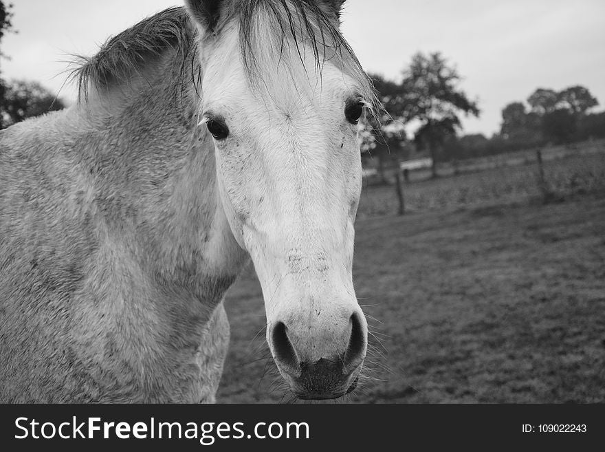 Horse, White, Black And White, Mane