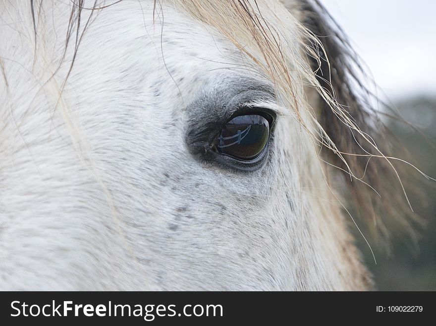 Eye, Fauna, Nose, Horse