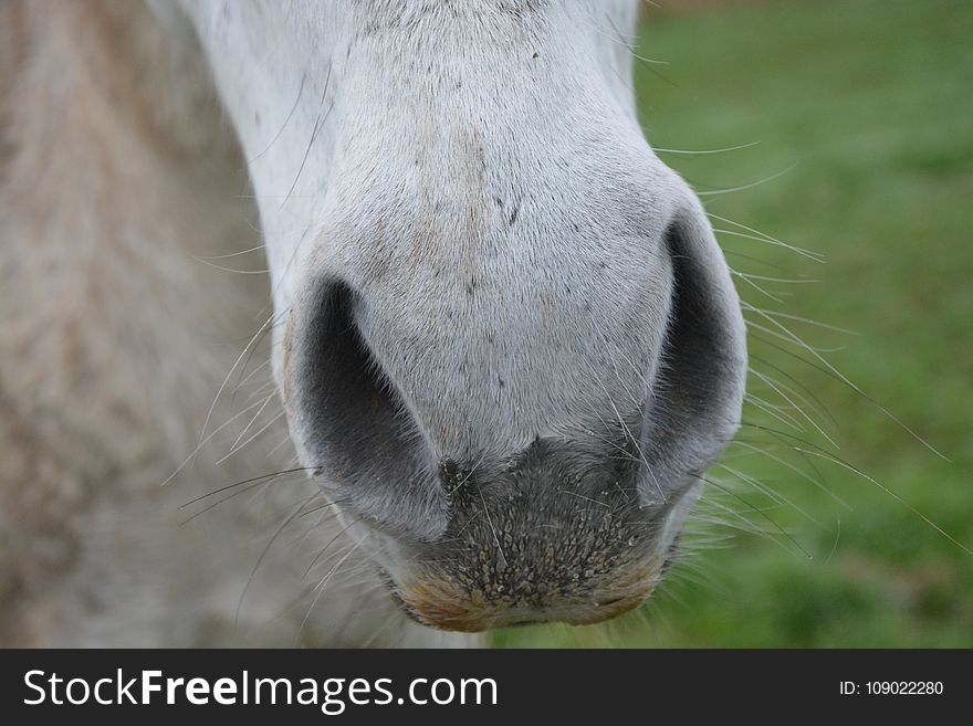 Nose, Fauna, Wildlife, Snout