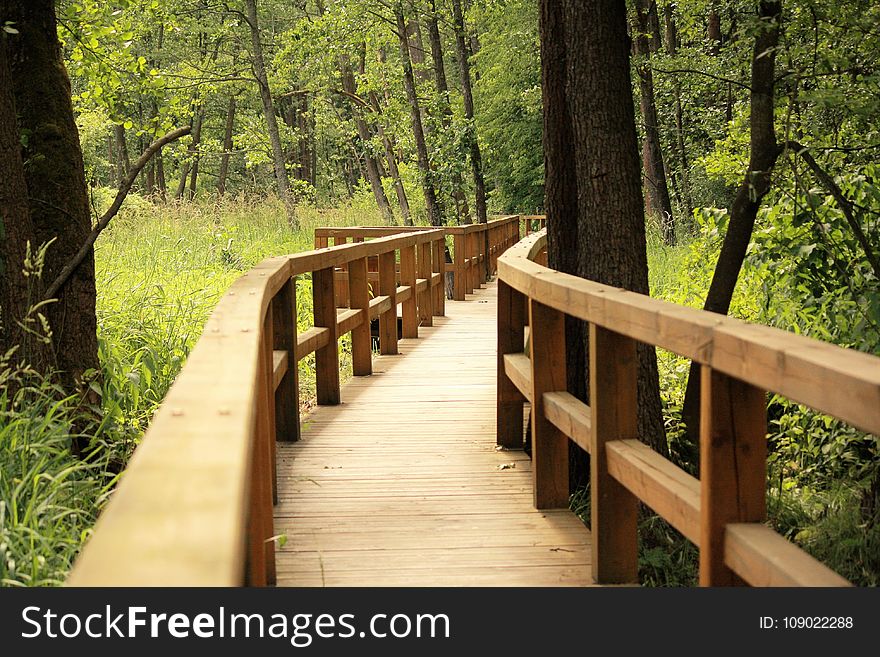 Path, Nature Reserve, Ecosystem, Tree