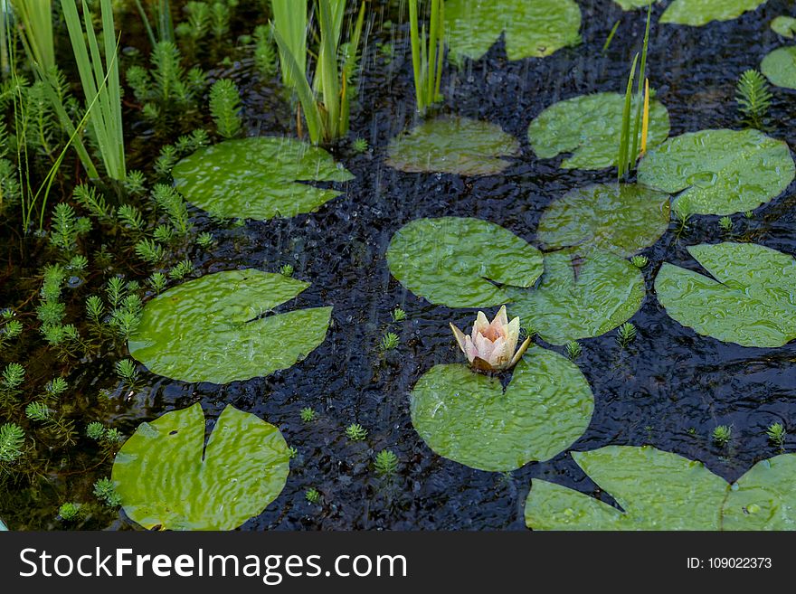 Plant, Leaf, Vegetation, Aquatic Plant