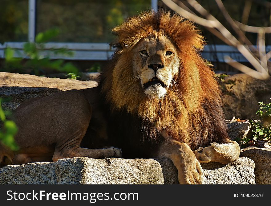 Wildlife, Lion, Terrestrial Animal, Fauna