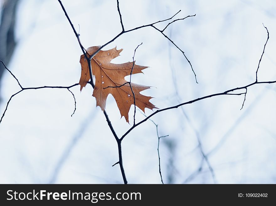Leaf, Branch, Tree, Twig