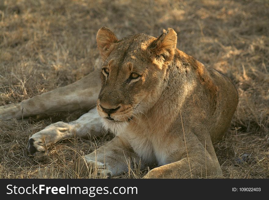 Wildlife, Lion, Terrestrial Animal, Mammal