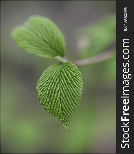 Leaf, Close Up, Macro Photography, Plant
