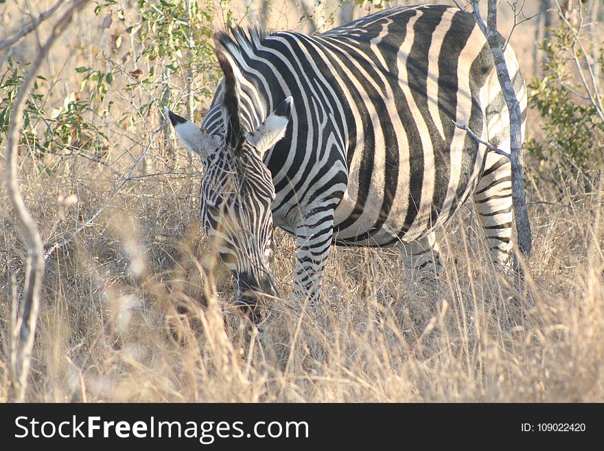 Wildlife, Terrestrial Animal, Zebra, Grassland