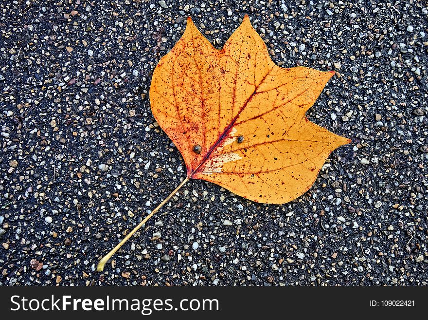 Leaf, Plant, Maple Leaf, Autumn