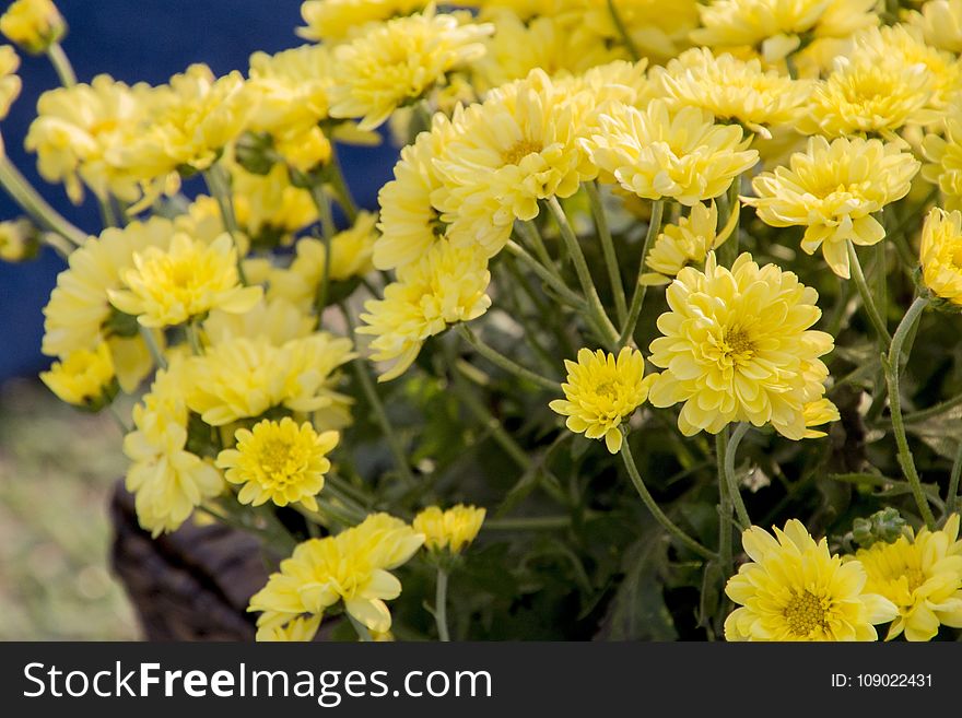 Flower, Yellow, Plant, Flowering Plant