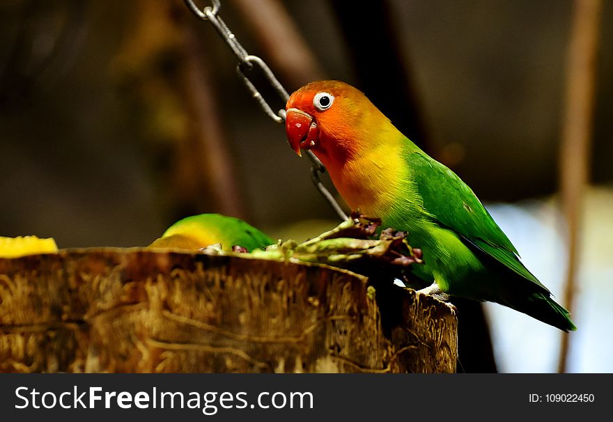 Bird, Parrot, Beak, Parakeet