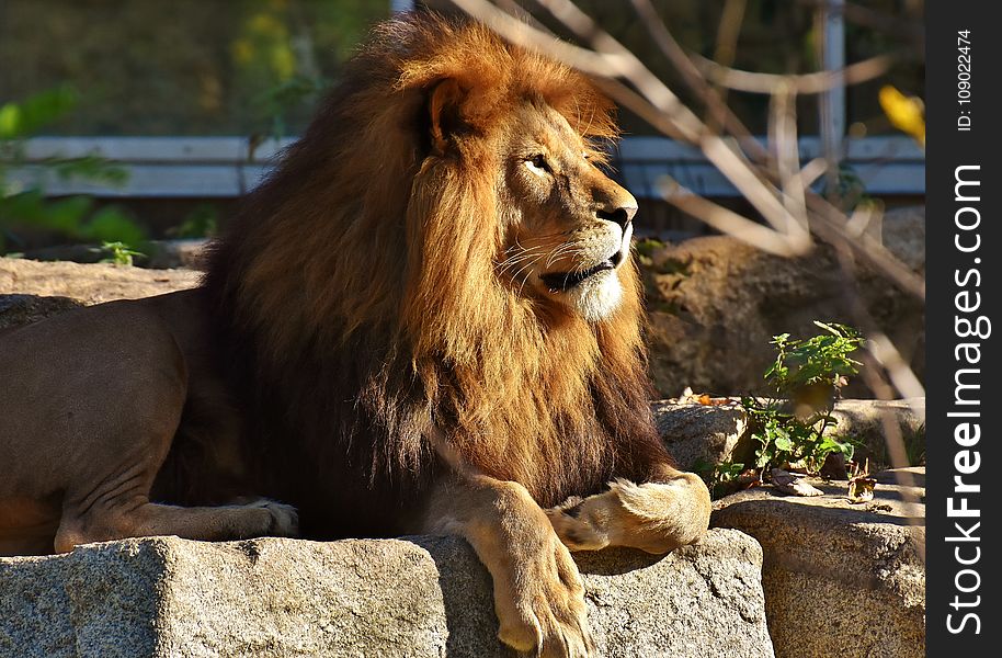 Lion, Wildlife, Terrestrial Animal, Fauna