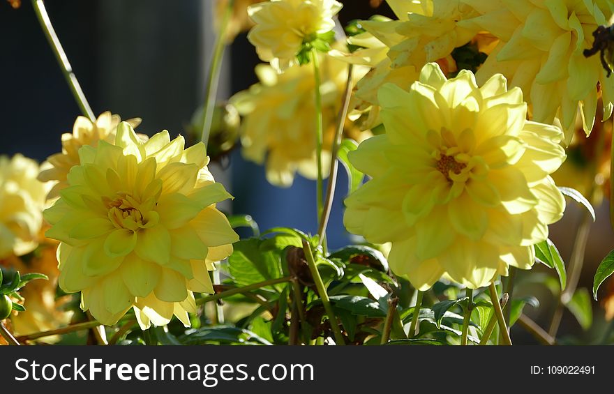 Flower, Yellow, Flowering Plant, Plant