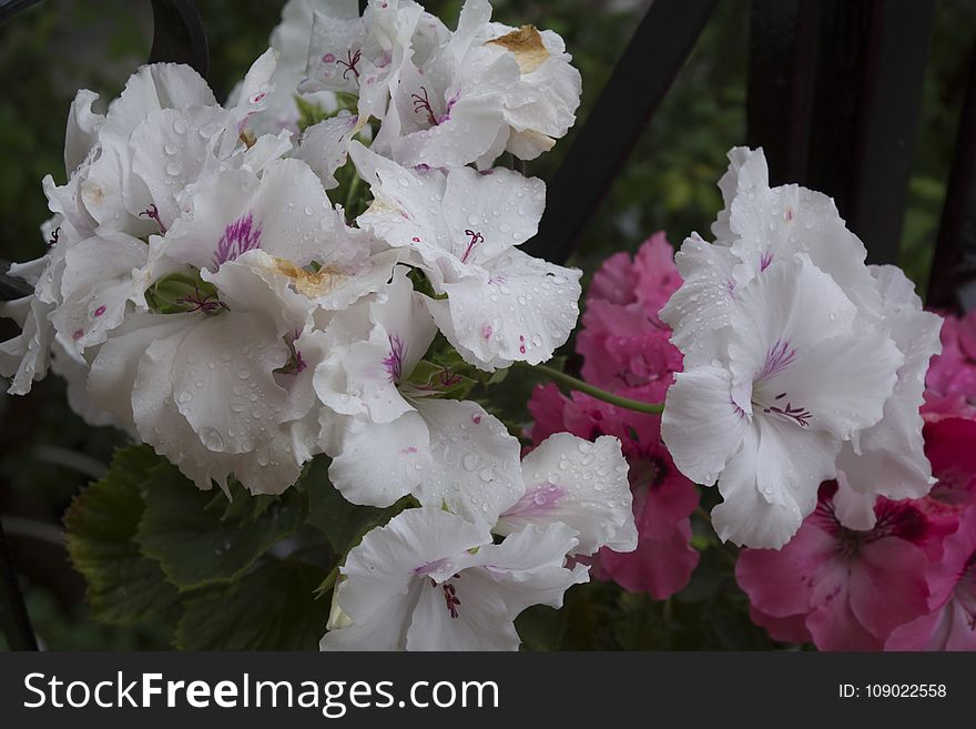 Flower, Plant, Pink, Flowering Plant