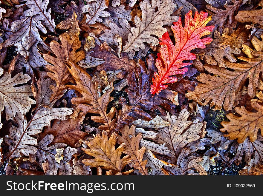 Leaf, Plant, Flora, Autumn