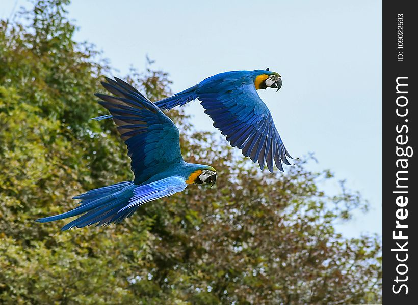 Bird, Macaw, Parrot, Fauna