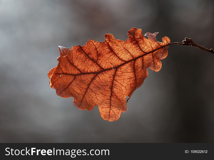 Leaf, Macro Photography, Close Up, Twig