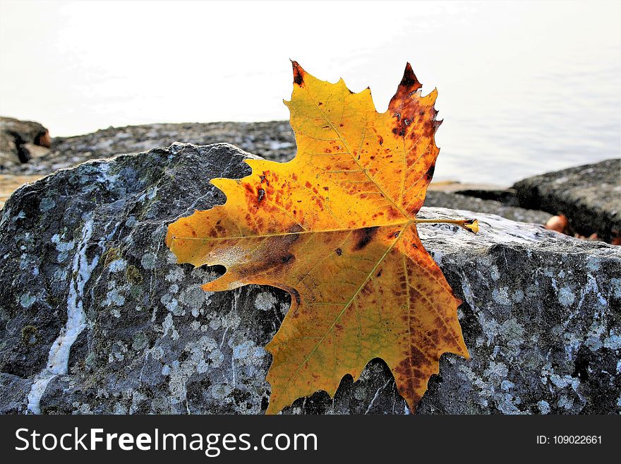 Leaf, Maple Leaf, Autumn, Tree