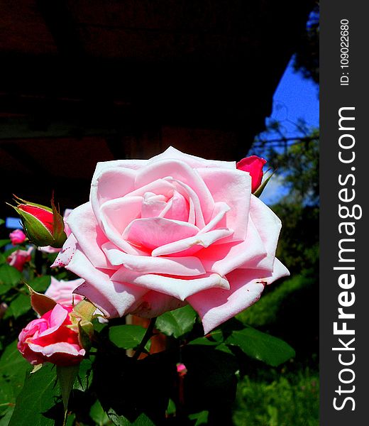 Rose, Flower, Rose Family, Garden Roses