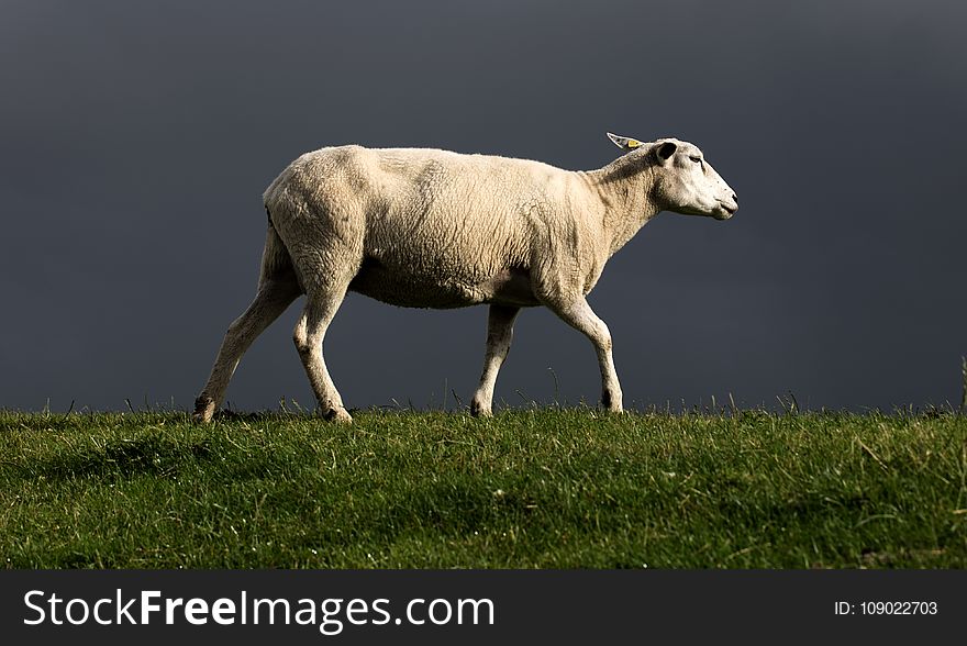 Grassland, Horn, Grazing, Pasture