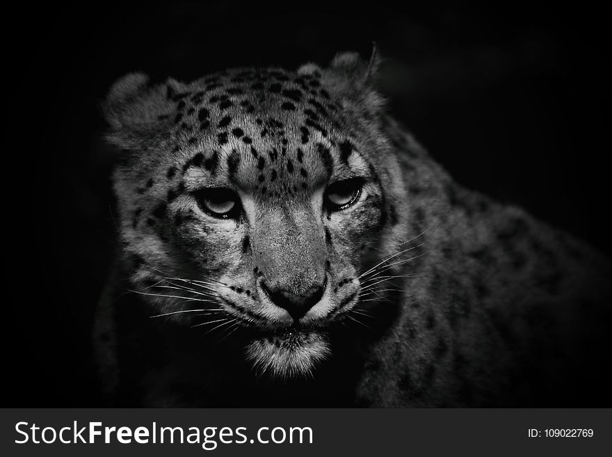 Wildlife, Leopard, Face, Black