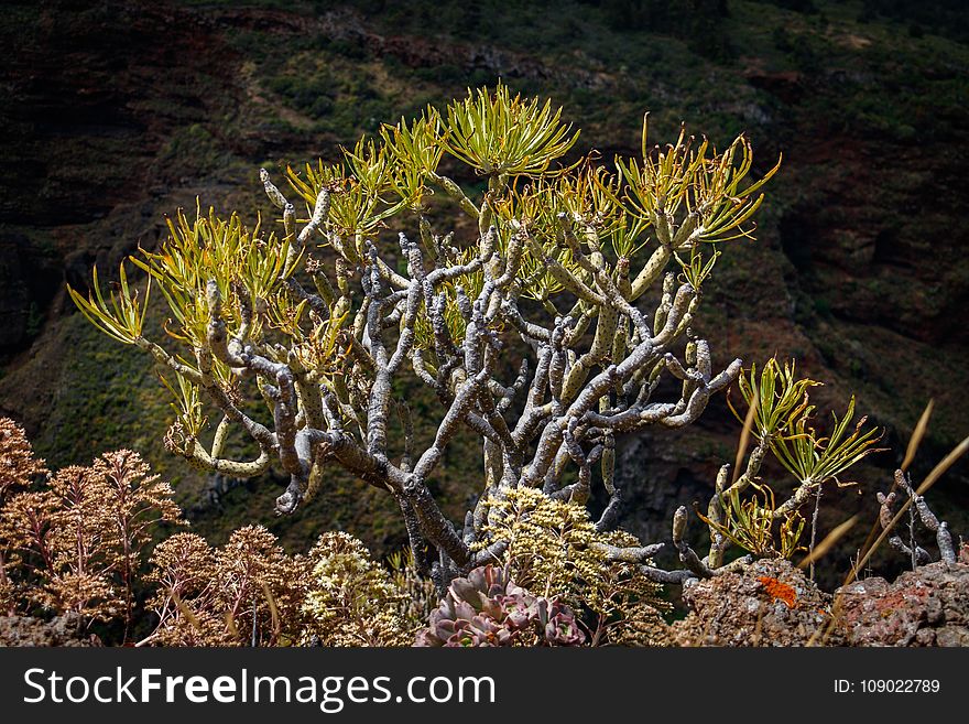 Vegetation, Ecosystem, Flora, Plant