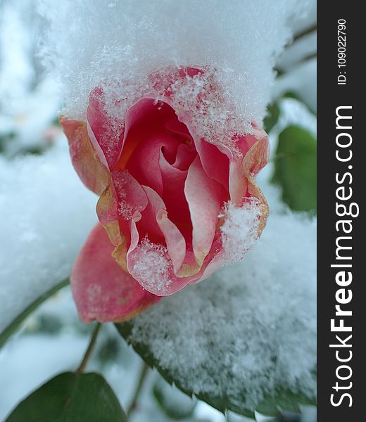 Rose, Pink, Flower, Rose Family