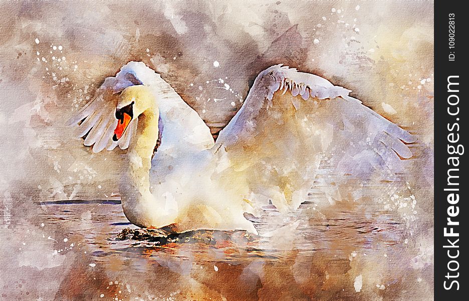 Water Bird, Bird, Watercolor Paint, Ducks Geese And Swans