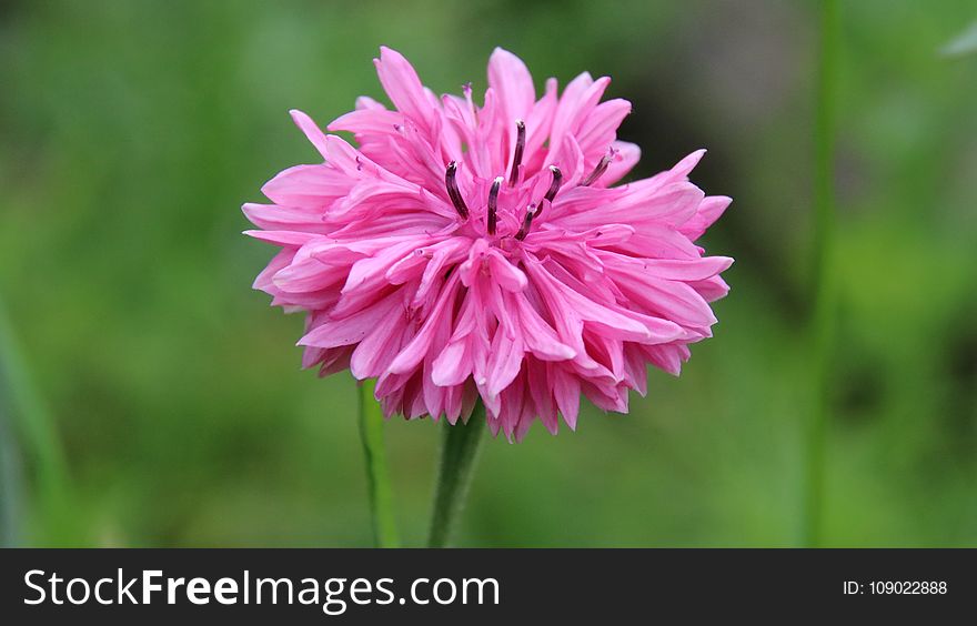 Flower, Plant, Flora, Flowering Plant