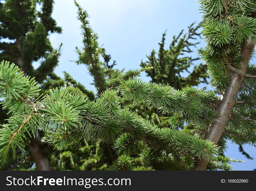 Tree, Vegetation, Ecosystem, Pine Family