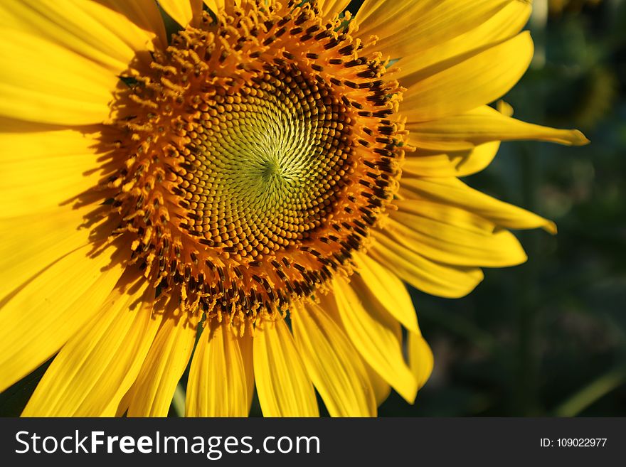 Flower, Sunflower, Yellow, Sunflower Seed