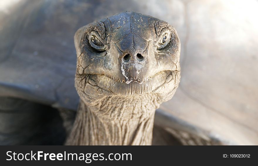 Turtle, Fauna, Terrestrial Animal, Beak