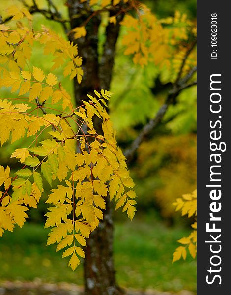 Yellow, Leaf, Autumn, Tree
