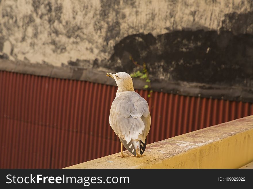 Fauna, Bird, Beak, Feather