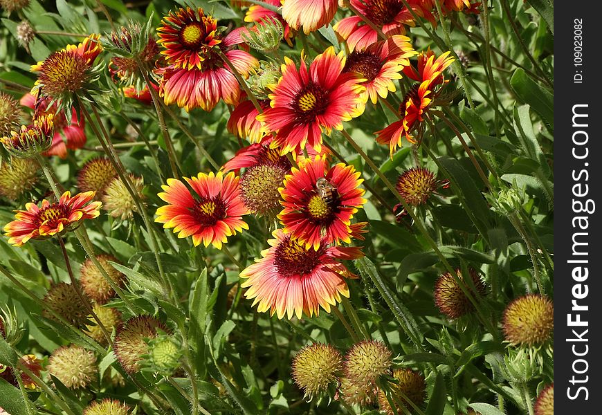 Flower, Blanket Flowers, Plant, Flowering Plant