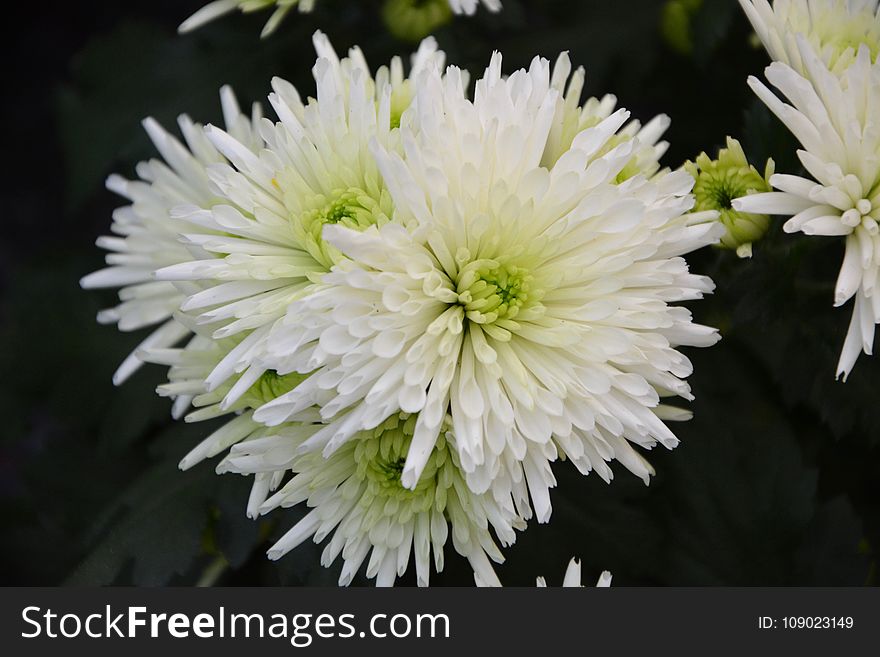 Flower, Plant, Flowering Plant, Flora