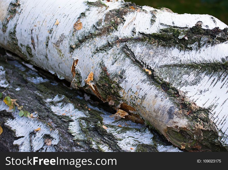 Tree, Wood, Trunk, Water