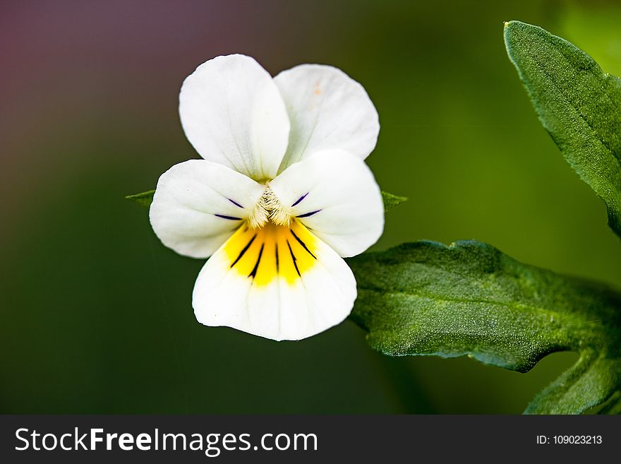 Flower, Flora, Plant, Flowering Plant