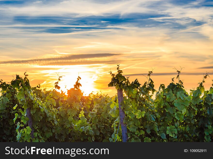 Sunset in the vineyards in Rheinhessen.