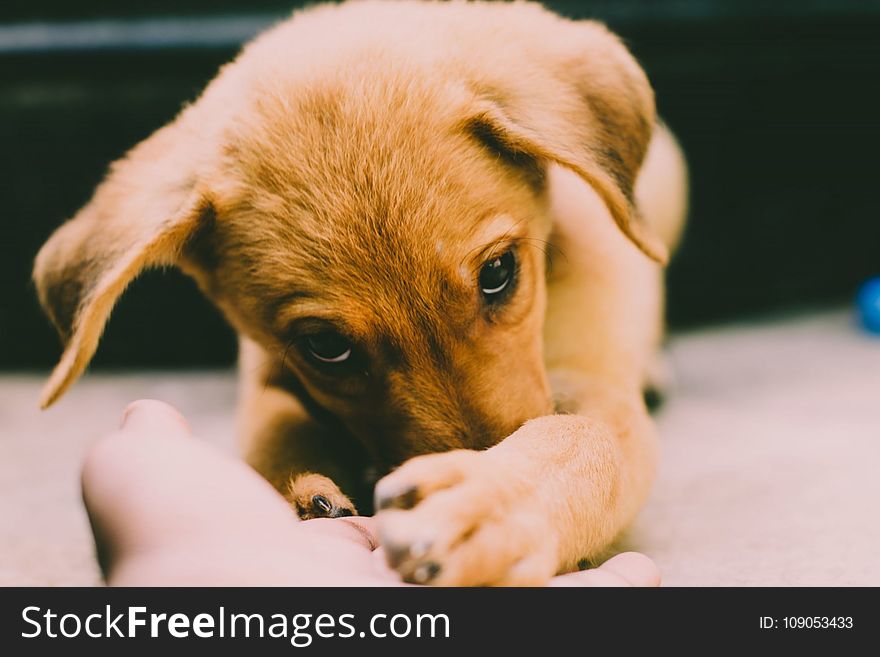 Golden Retriever Puppy