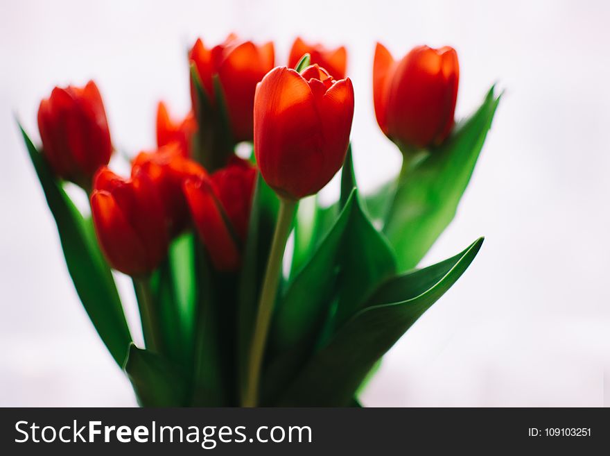 Photo of Orange Tulips