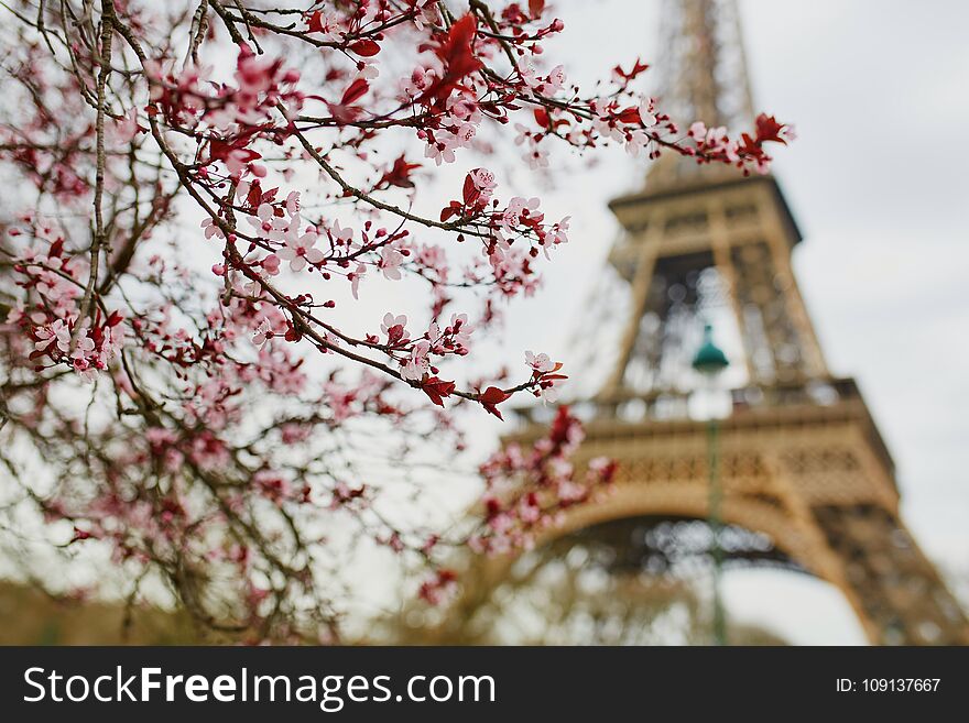 Cherry blossom season in Paris, France