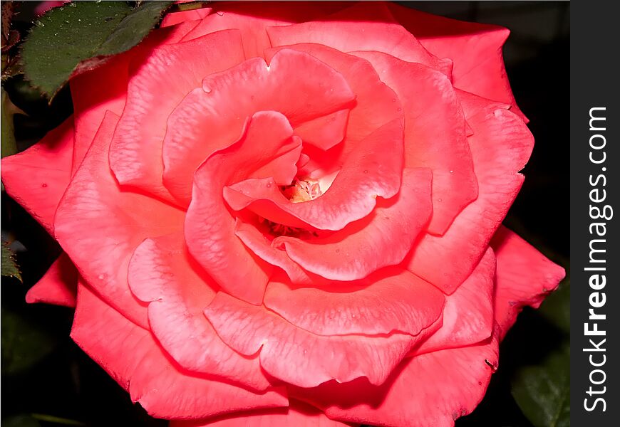 Big pink rose blossomed