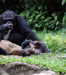 Chimpanzee Stock Photography