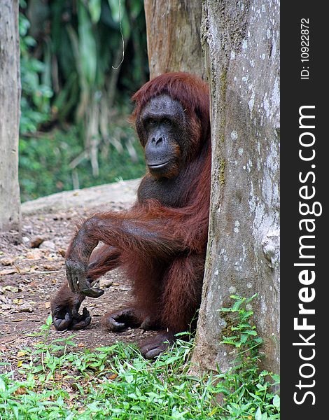 Orang utan in the Singapore Zoo. Orang utan in the Singapore Zoo.