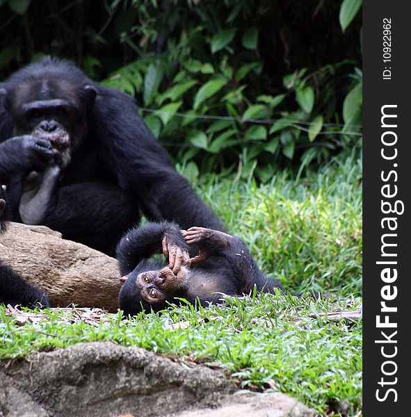 Young Chimpanzee laying and staring.