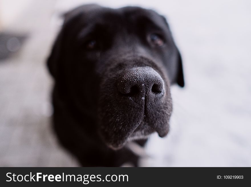 Close Photography Of Short-coated Black And White Dog