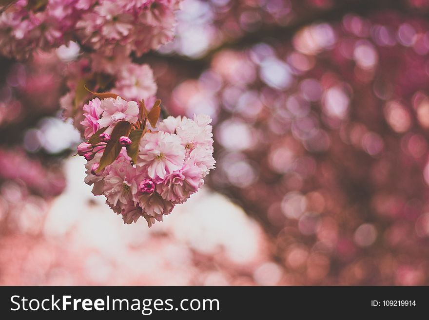 Selective Focus Photography of Pink and White Petaled Flowers