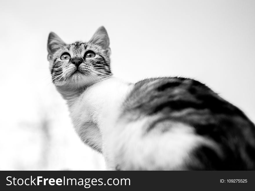 Cat, White, Whiskers, Black And White