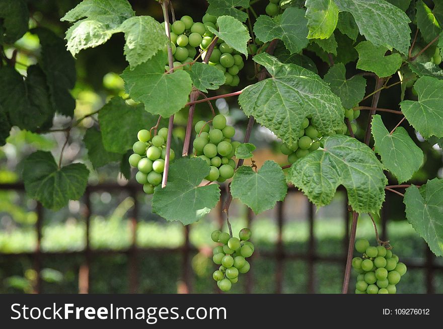 Grape, Grapevine Family, Vitis, Plant