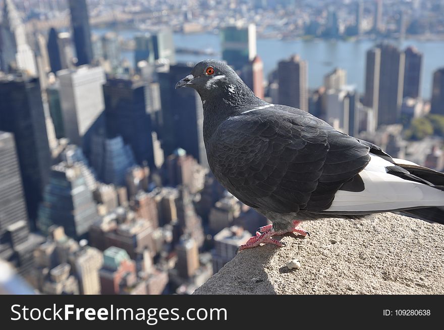 Bird, Pigeons And Doves, Beak, City