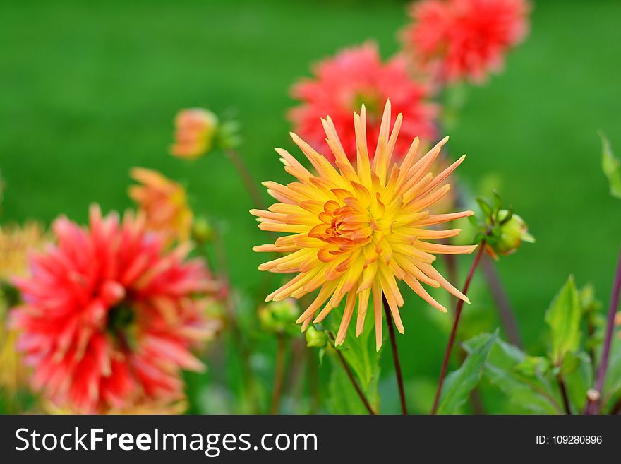 Flower, Flowering Plant, Plant, Dahlia